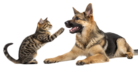 Playful Scottish Straight cat and German Shepherd dog together, isolated on a white background. Cute interaction between two domestic pets, perfect for animal-themed designs, advertising, and educatio