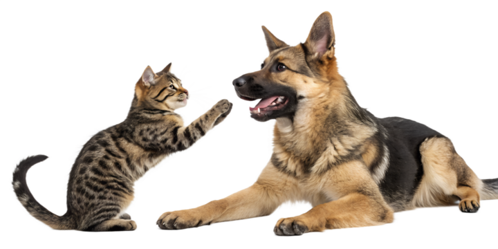 Playful Scottish Straight cat and German Shepherd dog together, isolated on a white background. Cute interaction between two domestic pets, perfect for animal-themed designs, advertising, and educatio