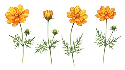 Watercolor illustration of four orange cosmos flowers with buds on white background