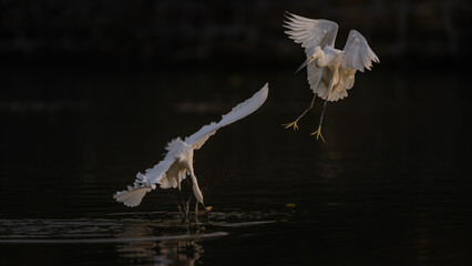 snowy egret in flight