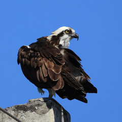 Osprey perched on a concrete post against a clear blue sky