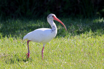 White ibis bird standing in green grass on a sunny day