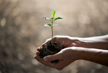 Nurturing Life's Promise: A tender pair of hands gently cradle a seedling, the embodiment of growth and hope, symbolizing environmental stewardship and a vision for the future.