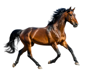 Majestic Equine Gallops Freely Across Open Field