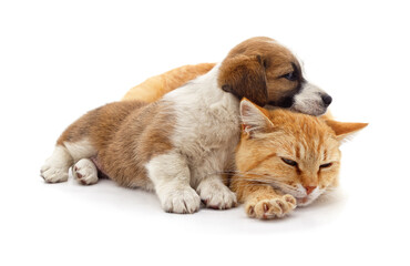 Puppy with ginger cat lying together on white background.