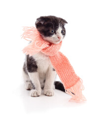 Kitten in a knitted scarf.