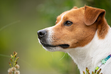 Jack Russell terrier portrait in a nature