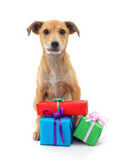 Brown dog with bright colorful gifts isolated on a white background.