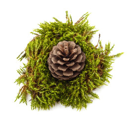 Pine cone on green moss cushion.