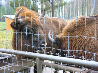 wild bison eat food from feeders in Smolenskoye Poozerye National Park