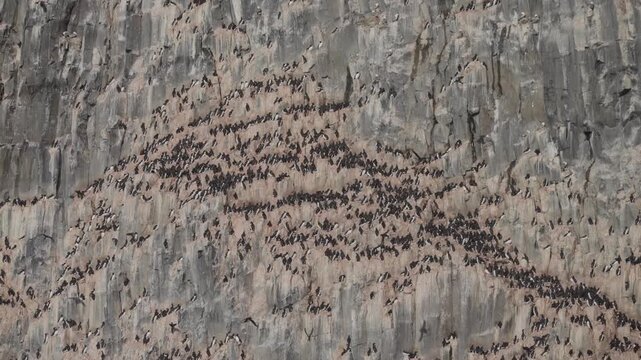 Vast seabird colony densely packed across towering cliff ledges, forming dark, sinuous bands against weathered rock as thousands of birds gather in a coastal breeding rookery.
