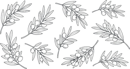 A collection of olive branches with leaves and fruits in black and white outline vector style, ideal for culinary design and organic product branding