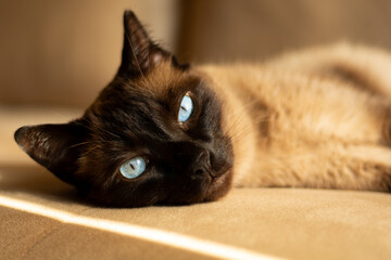 Horizontal portrait of a Siamese cat with stunning blue eyes, lying on a sofa indoors. Perfect for feline content, animal adoption themes and pet-lover projects.