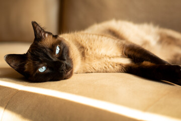Horizontal portrait of a mixed-breed Siamese cat with beautiful blue eyes, lying on a sofa indoors. Perfect for feline content, animal adoption themes and pet-lover ads.
