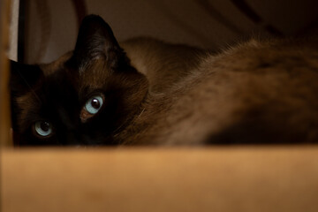 Scared Siamese domestic cat in the dark. Horizontal pet portrait with copy space, ideal for pet adoption, animal abuse awareness, and pet rescue themes.