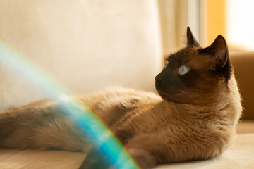 Beautiful horizontal portrait of a Siamese cat with copy space and soft lens flare on the corner. Ideal for home scenes, domestic animals, feline behavior and pet-related content.