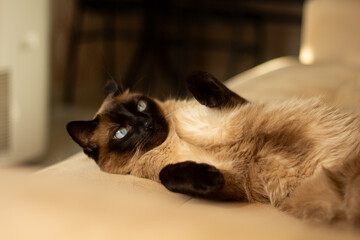 Fluffy mixed-breed Siamese cat having fun on a sofa in a cozy home scene. Ideal for domestic animal content, cute pet themes and feline behavior.
