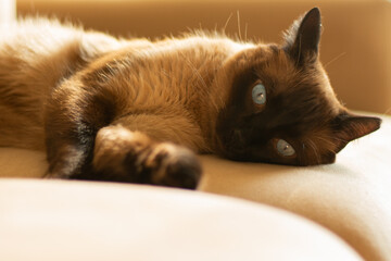 Horizontal portrait of a mixed-breed Siamese cat with beautiful blue eyes, lying on a sofa indoors. Perfect for feline content, animal adoption themes and pet-lover ads.