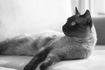 Black and white horizontal portrait with copy space of a mixed-breed Siamese cat lying on a sofa. Ideal for pet related articles, feline behavior articles, and animal welfare campaigns.