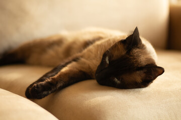 Lazy mixed-breed Siamese cat lying on a sofa. Horizontal pet portrait, ideal for domestic animal content, feline behavior, and pet themes.