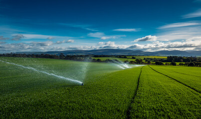 Vast green agricultural field being irrigated by sprinklers under a dramatic blue sky