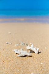 Corals on the sand on the seashore. Seascape background, sandy shore with corals and shells.
