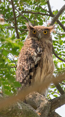 A Brown Fish Owl (Ketupa zeylonensis) sitting on a branch in a forest  background. West Bengal, India