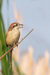 A beautiful close-up view of a Brown shrike (Lanius cristatus) bird in a blurred forest background. West Bengal, India