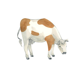 A white cow with brown spots stands with its head down. Hand-painted in watercolor.