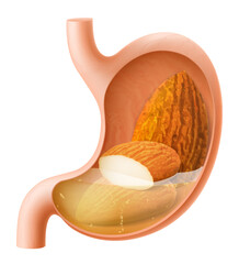 Human Stomach with almond. The stomach digests almonds . A stomach filled with healthy food with protein. Proper nutrition. Realistic 3d Vector illustration. Food digestion process illustration
