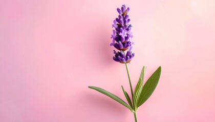 Obraz premium Single Lavender Flower Stem with Green Leaves and Purple Blossoms on a Soft Pink Background with Subtle Glitter Details and Soft Lighting