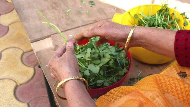 lady hand taking out methi patta or fenugreek leaves from stem. cleaning the dirt from green leafy vegetable for making healthy dishes. kitchen work done by old elderly woman. 