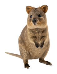 Obraz premium Quokka in natural habitat australia cute animal portrait isolated on transparent background