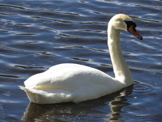 Swan swimming in canal water, sunny day