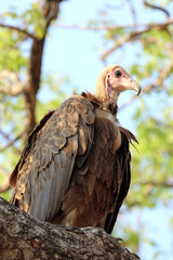 Closeup of a Hooded Vulture, Sabi Sands, South Africa
