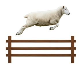 Jumping sheep over wooden fence in farm environment action isolated on transparent background