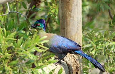 Closeup of a Purple-crested Turaco, Sabi Sands, South Africa

