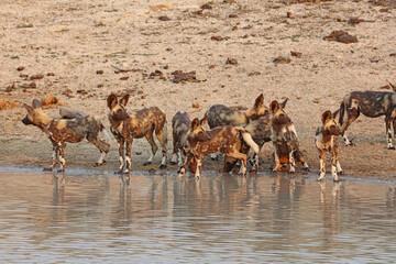 Pack of Cape Wild Dogs by a water hole in early morning light, Sabi Sands, South Africa
