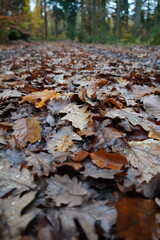 autumn in the forest