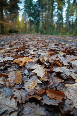 autumn in the forest