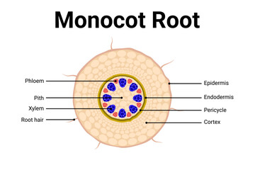 Diagram of Monocot root anatomy for education 
