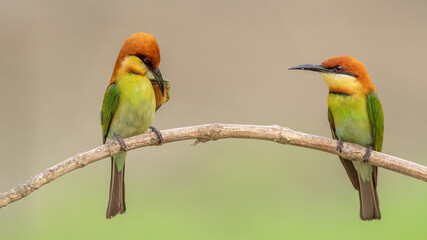 A pair of Chestnut-headed bee-eater (Merops leschenaulti) sitting on a branch in a blurred forest  background. West Bengal, India