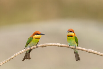 A pair of Chestnut-headed bee-eater (Merops leschenaulti) sitting on a branch in a blurred forest  background. West Bengal, India