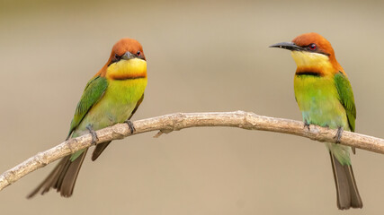 A pair of Chestnut-headed bee-eater (Merops leschenaulti) sitting on a branch in a blurred forest  background. West Bengal, India