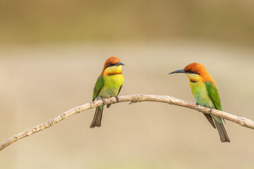 A pair of Chestnut-headed bee-eater (Merops leschenaulti) sitting on a branch in a blurred forest  background. West Bengal, India