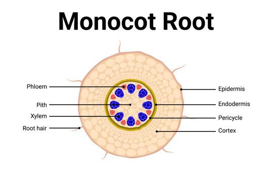 Diagram of Monocot root anatomy for education 