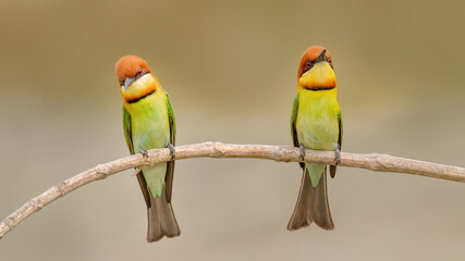 A pair of Chestnut-headed bee-eater (Merops leschenaulti) sitting on a branch in a blurred forest  background. West Bengal, India