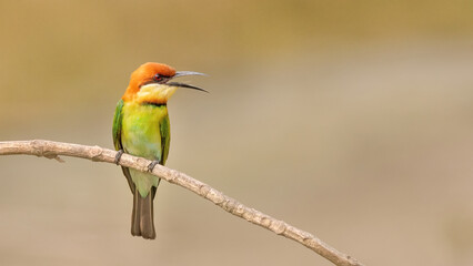 A Chestnut-headed bee-eater (Merops leschenaulti) sitting on a branch in a blurred forest  background. West Bengal, India