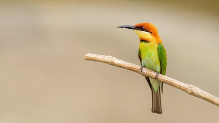 A Chestnut-headed bee-eater (Merops leschenaulti) sitting on a branch in a blurred forest  background. West Bengal, India