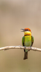A Chestnut-headed bee-eater (Merops leschenaulti) sitting on a branch in a blurred forest  background. West Bengal, India